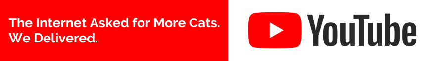 Winston & Joey on YouTube The internet asked for more cats. We delivered.